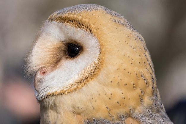 De close-up van een kerkuil