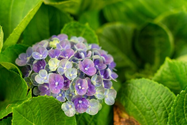 De close-up van groene hydrangea hortensia (Hydrangea macrophylla) is bloeiend in de lente