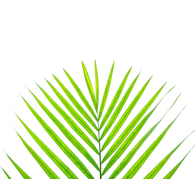 De close-upoppervlakte van groen blad van palm isoleert op wit