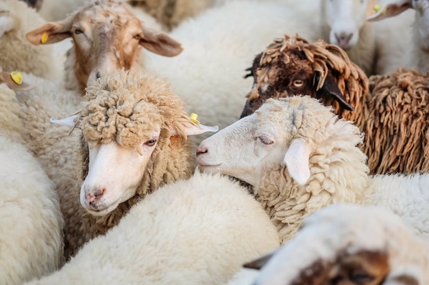 Foto de close-upschapen wachten op voedsel van toerist op landbouwbedrijfachtergrond