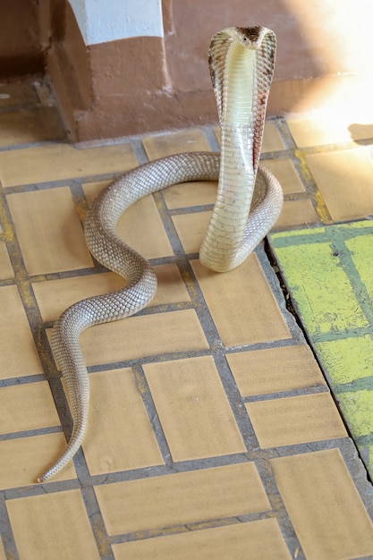 De Cobraslang op cementvloer in Thailand