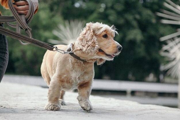 De cocker-spaniëlgang van de hond in park