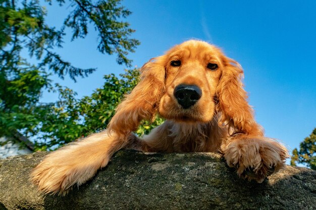 De cocker-spaniëlportret van de puppyhond op gras