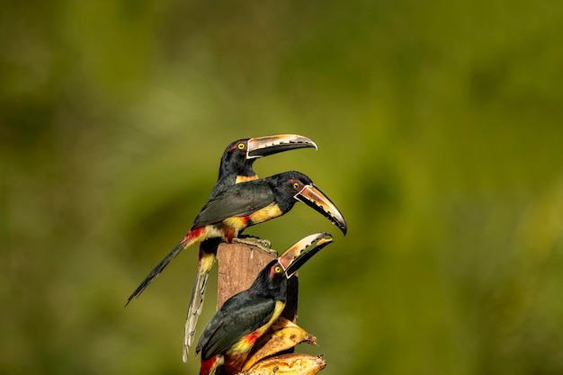 De collared aracari is een zangvogel uit de toucanfamilie Ramphastidae. Hij komt voor van Mexico tot Colombia en Venezuela.