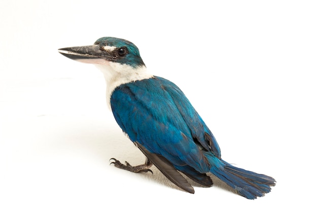De Collared Kingfisher-vogel (Todiramphus-chloris) geïsoleerd