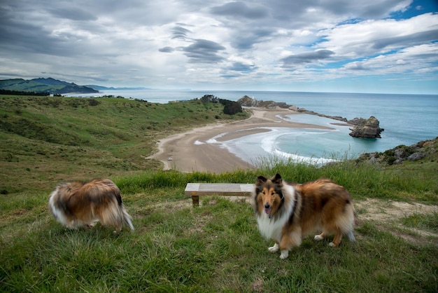 De collies naar de top van de heuvel lopen