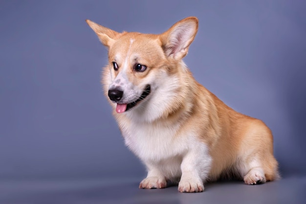 De corgi-puppy kijkt weg Studiofoto