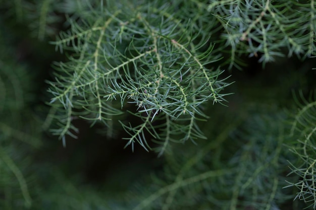 De cryptomeria japonica cristata is een Japanse ceder met een typische hanenkam van natuurlijk naaldhout