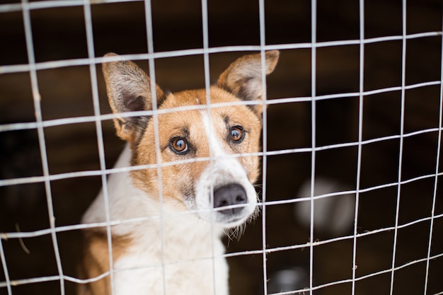 De dakloze hond achter de tralies ziet er met grote droevige ogen uit