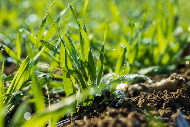 De dauw valt in de herfst op het groene gras.