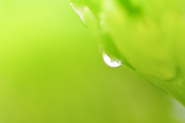 De dauwwaterdalingen op installatie groen blad in de ochtend sluiten omhoog selectieve nadruk
