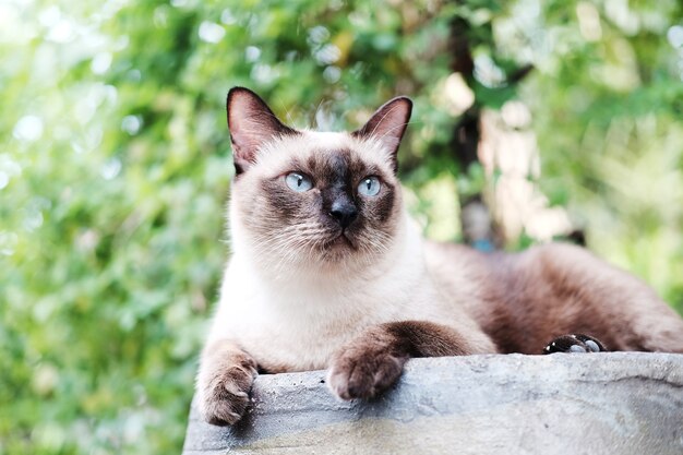 De de kattenzitting van Siames en ontspant met zonsondergang op de kruik in natuurlijke tuin.