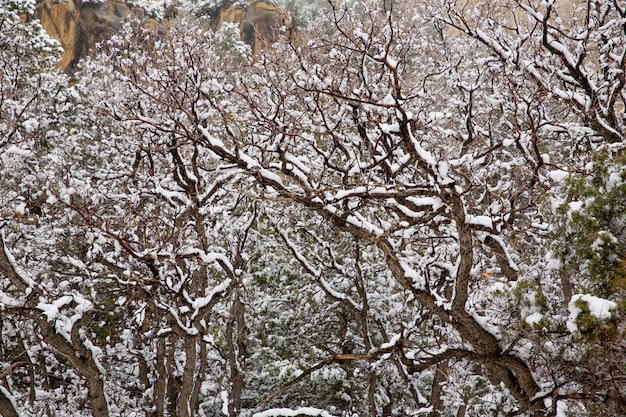 De de lentesneeuw van Nevada de VS in de bomen