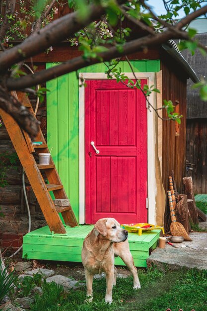 Foto de deur van een houten huis geschilderd in een heldere paarse viva magenta kleur