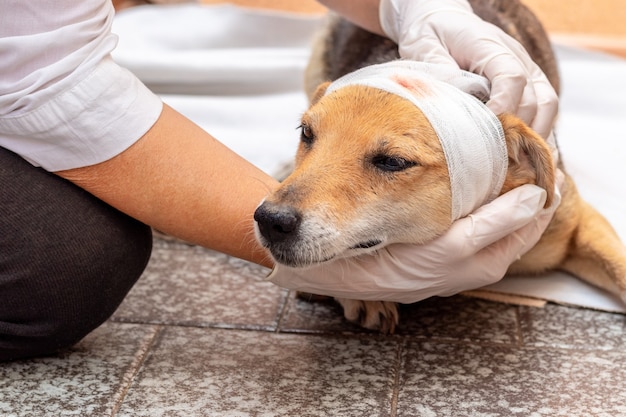 De dierenarts brengt een verband aan op het hoofd van de gewonde hond