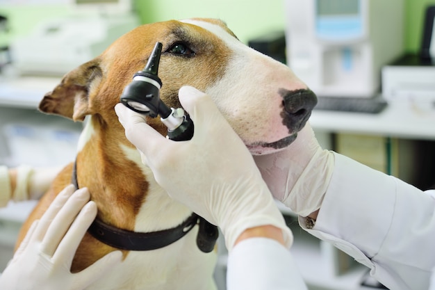 De dierenarts controleert de oren of het horen van de hond pitbull Terrier met behulp van een otoscoop