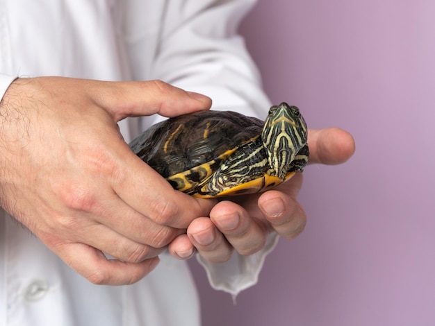 De dierenarts houdt de roodoogschildpad bij het schild vast