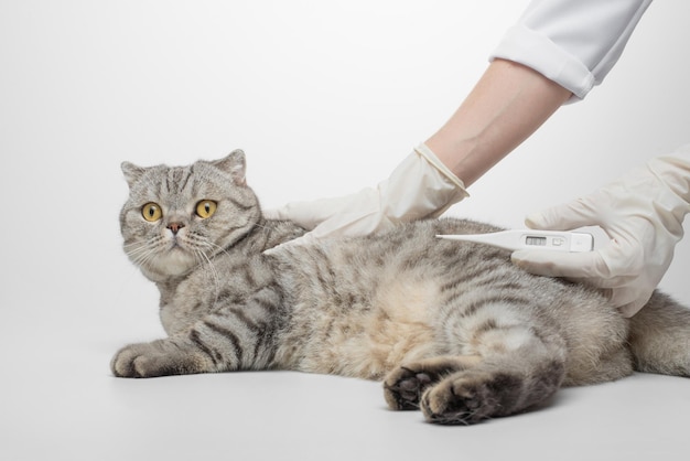 De dierenarts van de dokter meet de temperatuur van de kat in de dierenkliniek Animal Health