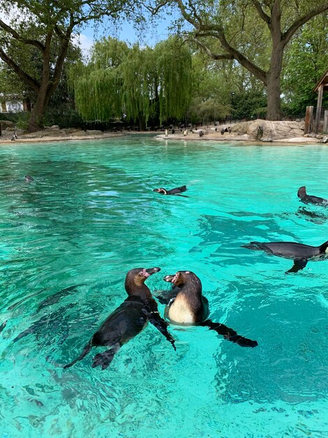 Foto de dierentuin van londen.