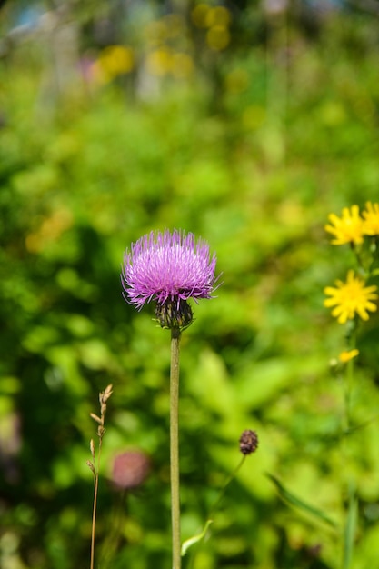 De distelbloem