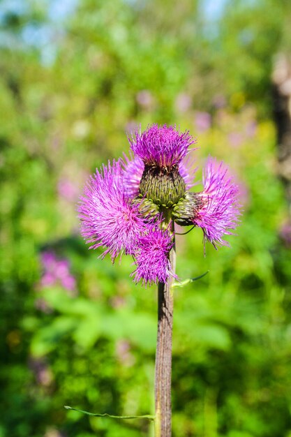 De distelbloem