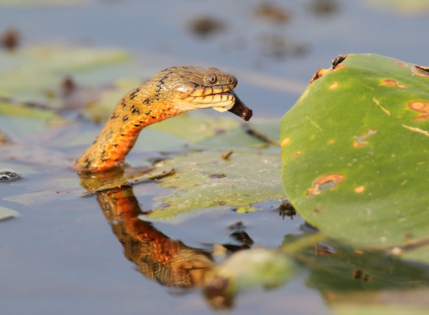 De dobbelsteenslang (Natrix tessellata) heeft een vis gevangen en opgegeten