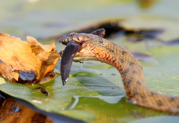 De dobbelsteenslang (natrix tessellata) ving een vis