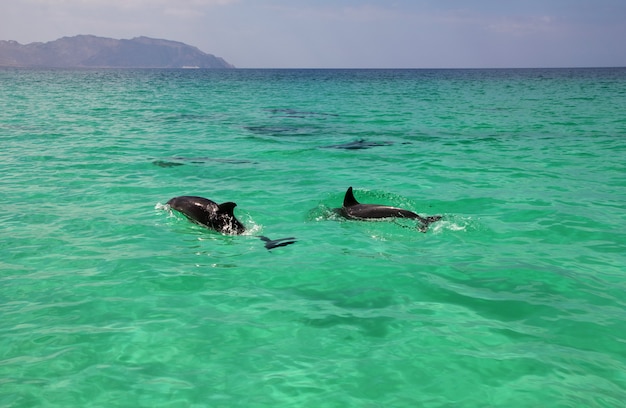 De dolfijn in Shuab-baai op Socotra-eiland