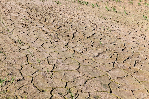 De door droogte gebarsten grond