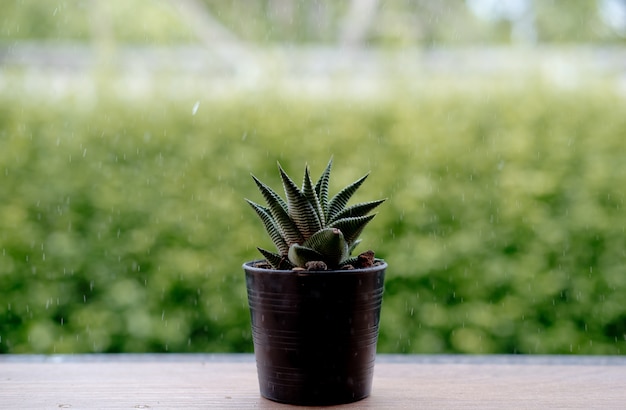 De droge cactusspray door water en regen laten vallen met natuurlijk groen