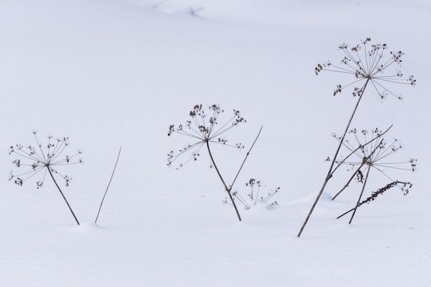 De droge dode bloemen in de sneeuw