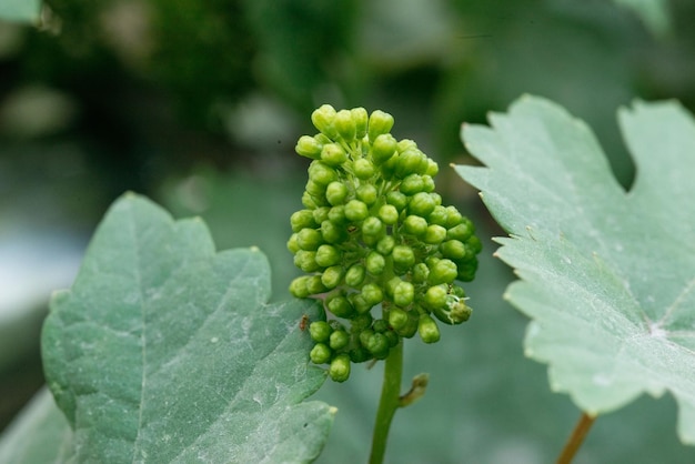 De druiven bloeien in eigen tuin