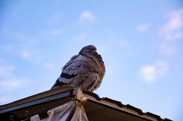 De duif die op het dak zit en in de cameralens kijkt