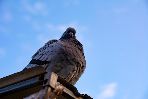 De duif die op het dak zit en in de cameralens kijkt