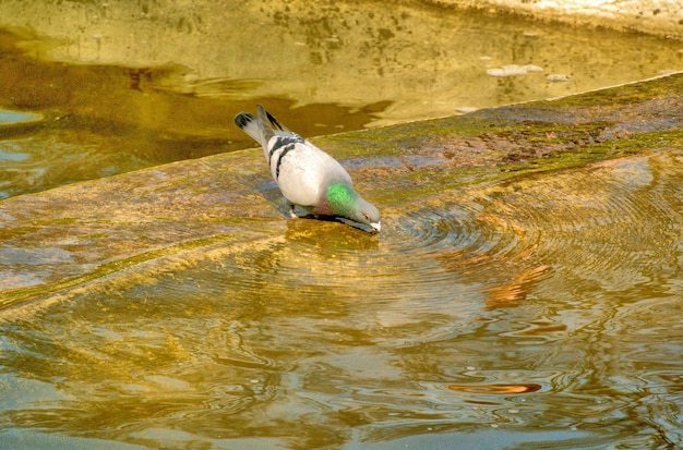 Foto de duif drinkt water in de rivier.