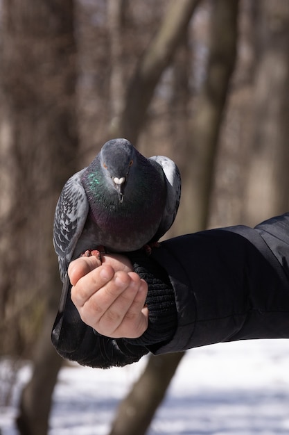 Foto de duif in de hand