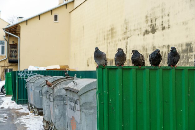 De duif is een vogel van vrede Een groep duiven zit op een vuilnisbak Vogels zijn dragers van ziekten en infecties in de stad