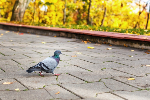 De duif loopt langs de weg in het park