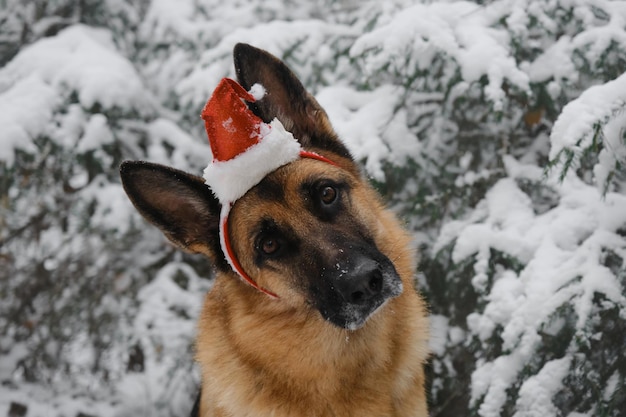 De Duitse herder draagt een rode kerstmuts op het hoofd en zit in de winter in het besneeuwde bos