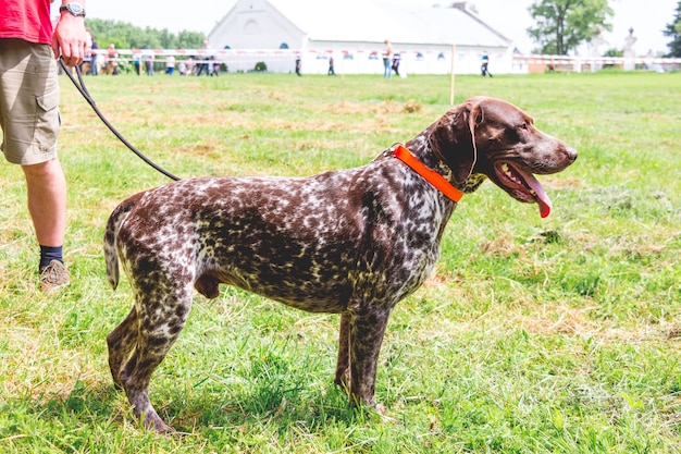 De Duitse kortharige wijzer met de gastheer tijdens een wandeling door het stadion. Ochtendwandeling met een hond