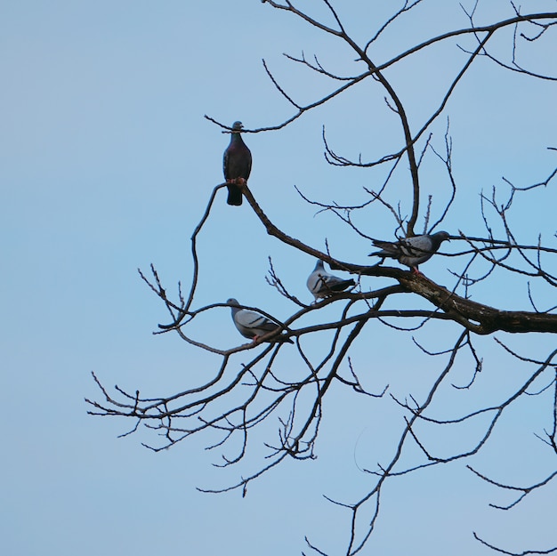 de duiven vogels in het park in de straat