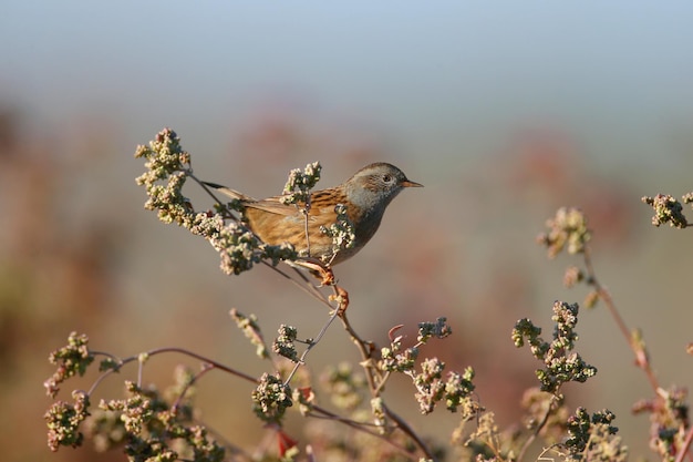 De dunnock Prunella modularis