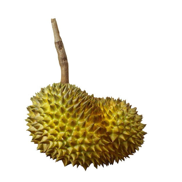 De Durian-vrucht is opengesneden om de vlezige binnenkant te onthullen. Durian staat bekend als de koning van fruit