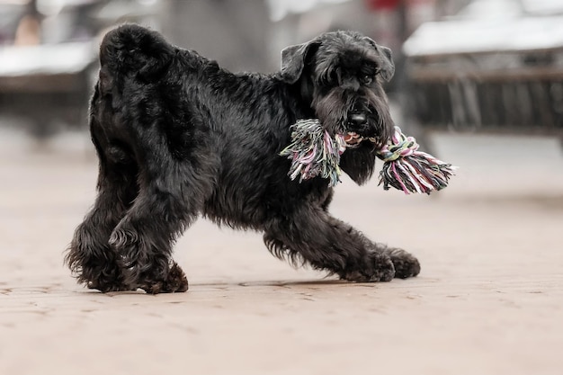 De Dwergschnauzer-hond in de oude stad