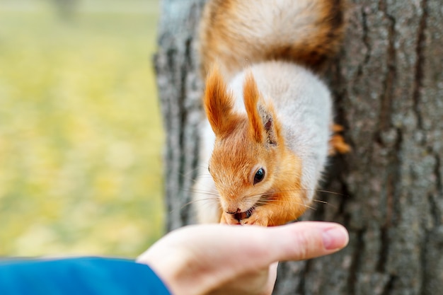 De eekhoorn eet van het hout in het bos. Een man voedt een sq