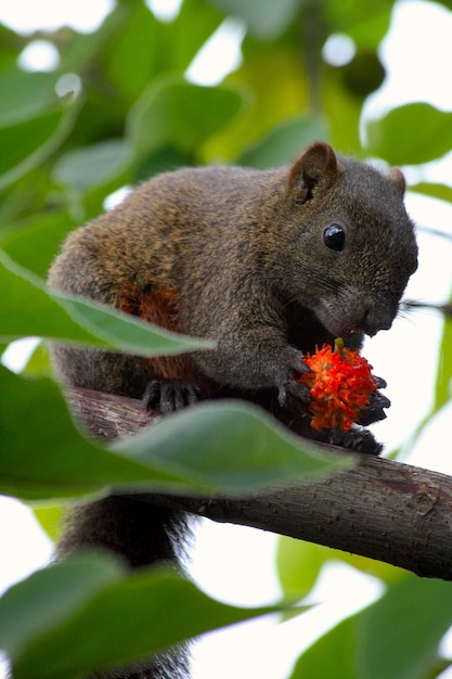 De eekhoorn zit en eet aan de boom in het park