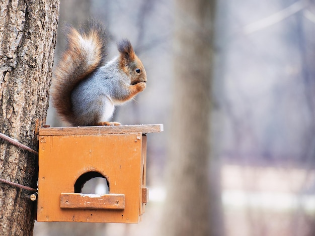 De eekhoorn zit op een voederbak en eet noten