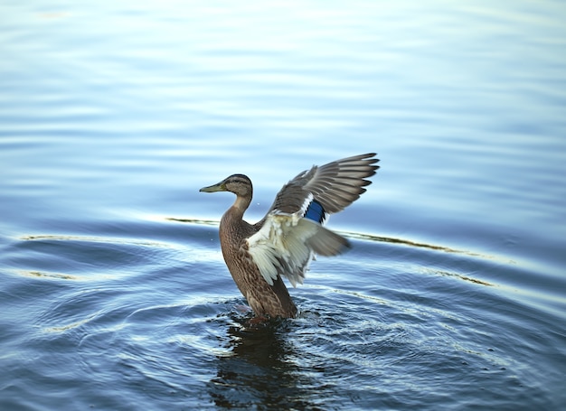 De eend buigt vleugels die in de rivier drijven