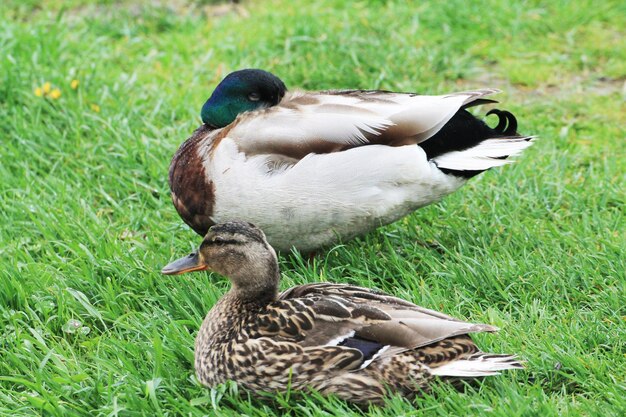 De eendenfamilie rust aan de oever van het meer en slaapt rustig in de zon