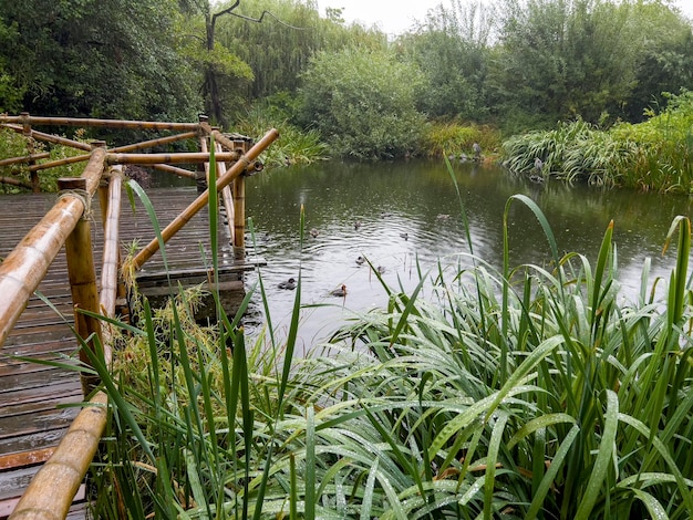 De eendjes in de regen